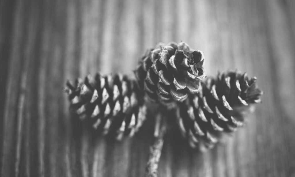 install mozillod5.2f5