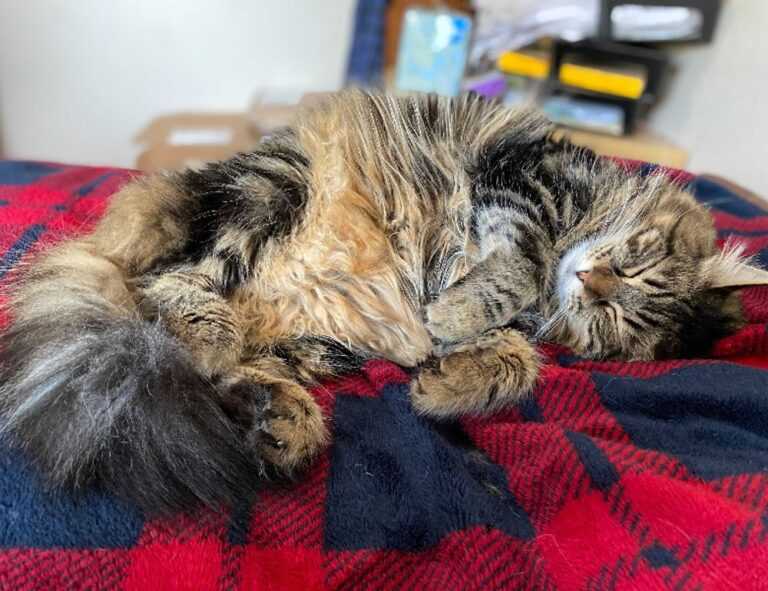 is bolytexcrose good for babies